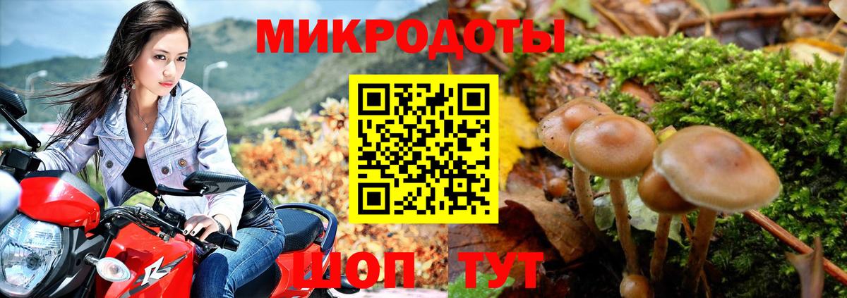 Галлюциногенные грибы Psilocybe Нягань